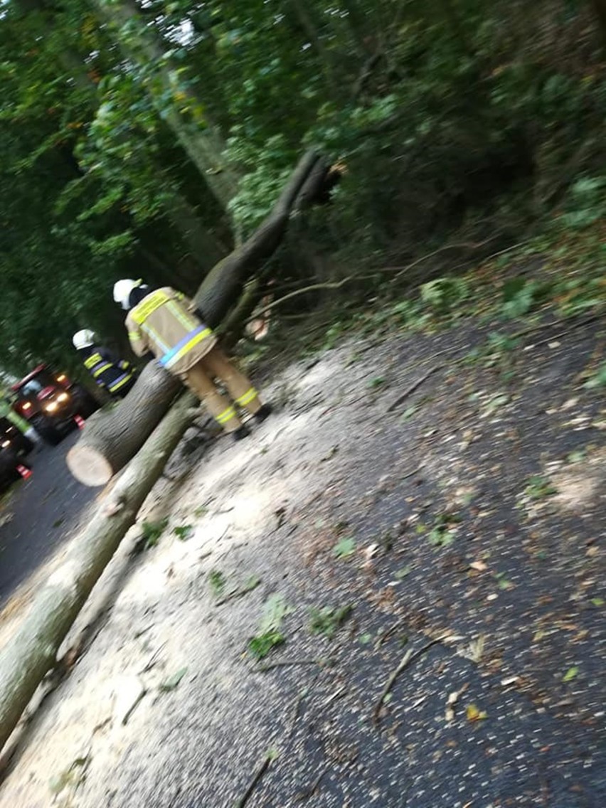Drzewo spadło na samochód w Stargardzie. Strażacy interweniują w całym powiecie ZDJĘCIA