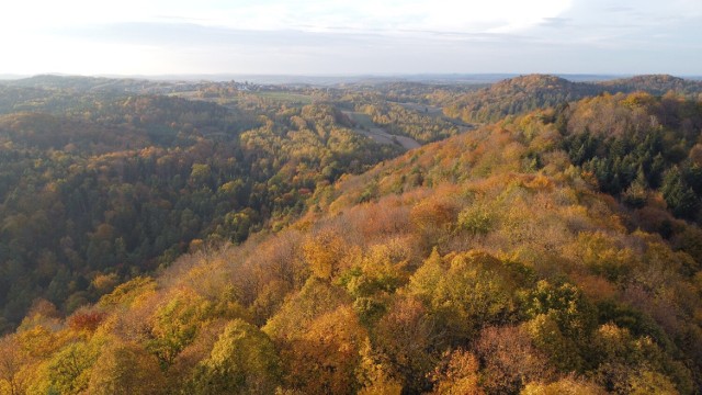 Nadleśnictwo Chrzanów zainteresowane odkupieniem działek (zdjęcie poglądowe)