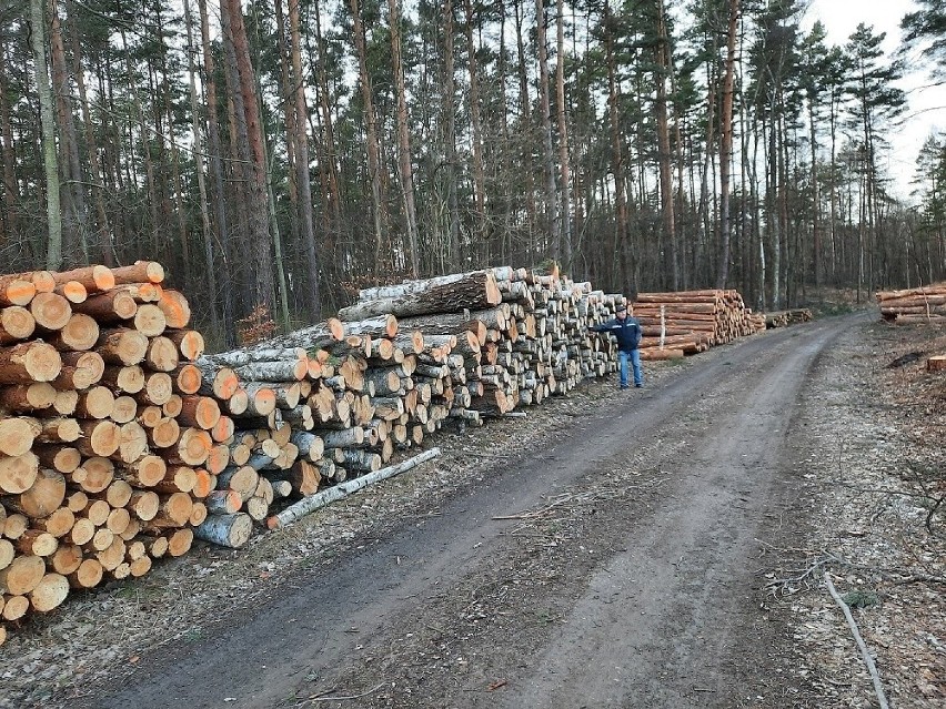 Prowadzony od ub. roku wielki wyręb lasów w gminie Chełmek...