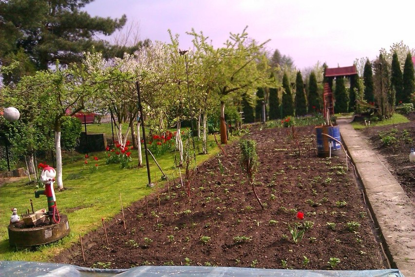 Ogrody Działkowe Racibórz. Kolonia Tulipany