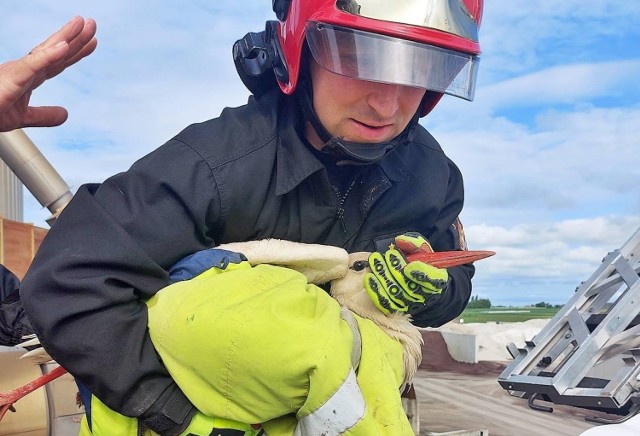 Niecodzienna akcja strażaków z Szubina. Uratowali bociana