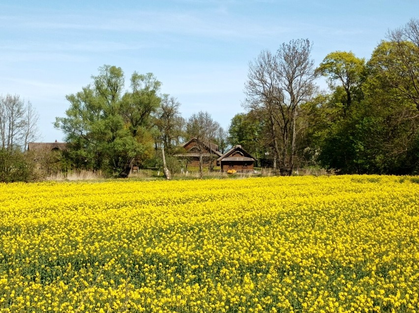 Płaskie Żuławy pokryte żółtymi dywanami rzepaku. Tylko wiosną takie krajobrazy /ZDJĘCIA,VIDEO