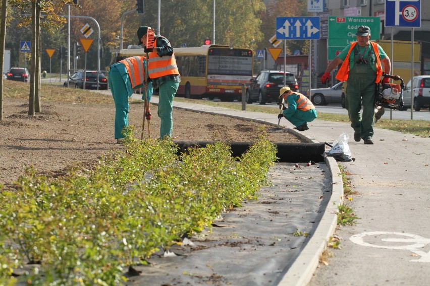 6 tysięcy roślin w centrum Kielc! To ochrona przed... smogiem(WIDEO)  