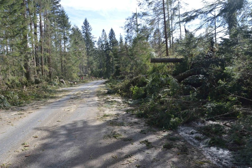 Podhale. Halny powalał drzewa i zrywał dachy [ZDJĘCIA]