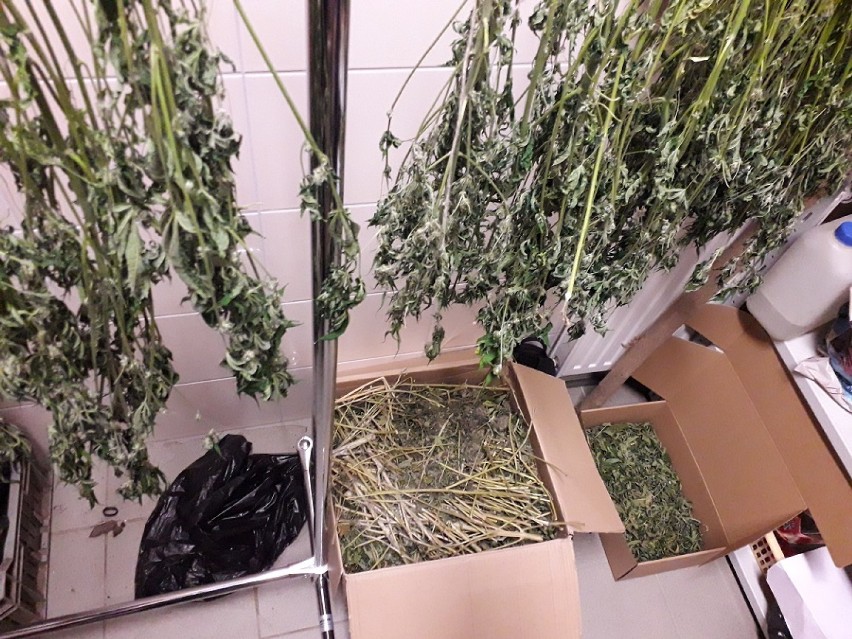 Plantacja marihuany w mieszkaniu w Szczecinku. Policja ujęła 22-latka [zdjęcia]