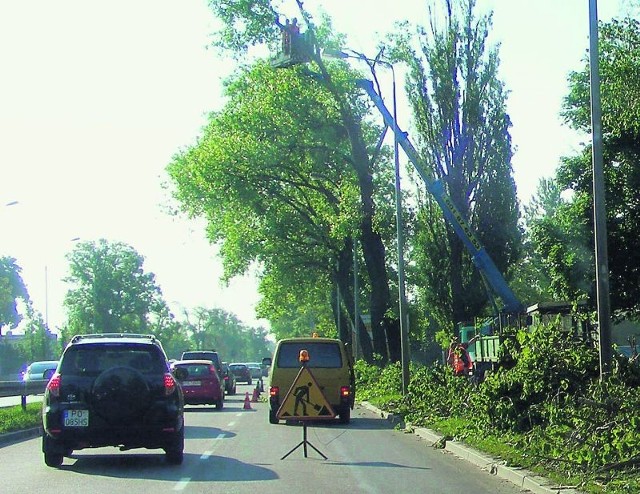 Wycinka drzew sparaliżowała ruch na Dąbrowskiego