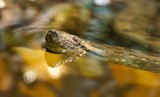 Kilkumetrowy dusiciel we  wrocławskim zoo (ZDJĘCIA)