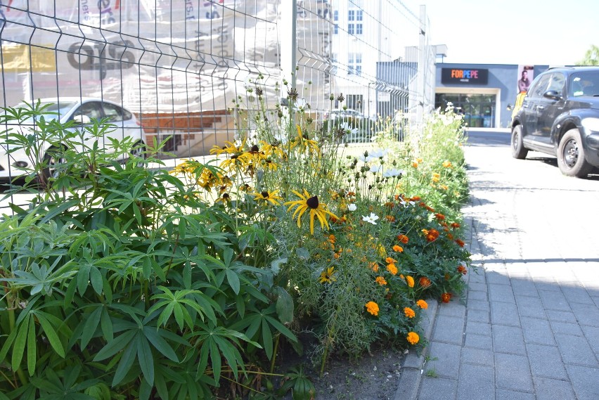Ten blok w centrum Tarnowa otoczony jest kwiatami i zielenią. O "kwietną łąkę" zadbali mieszkańcy osiedla Starówka. Mamy zdjęcia!