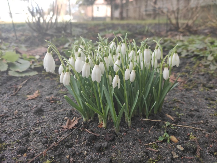 W Starogardzie zrobiło się wiosennie [ZDJĘCIA]