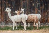 Nowy Tomyśl: Drożej w nowotomyskim Ogrodzie Zoologicznym, a także więcej zapłacą mieszkańcy posiadający czworonogi 