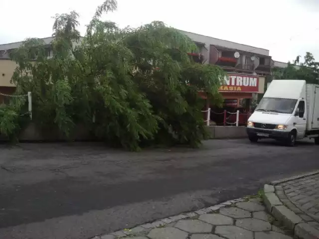 Silny wiatr łamał drzewa m.in. w Boguszowicach