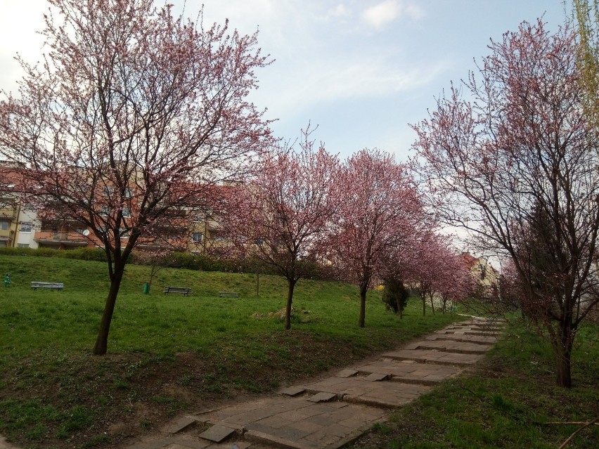 Wiosna w parku nad Krępicą w Kaliszu. Zobacz, jak prezentuje...