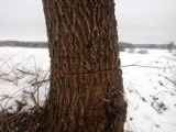 Ktoś podciął przydrożne drzewo koło Świerczyny. Wypatrzył je strażnik leśny [zdjęcia]