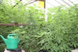 Gliwice: Domowa hodowla marihuany w dzielnicy Szobiszowice