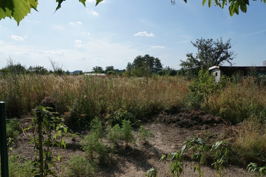 W Sycowie dochodzi do eksterminacji kotów. O ich życie walczą wolontariuszki