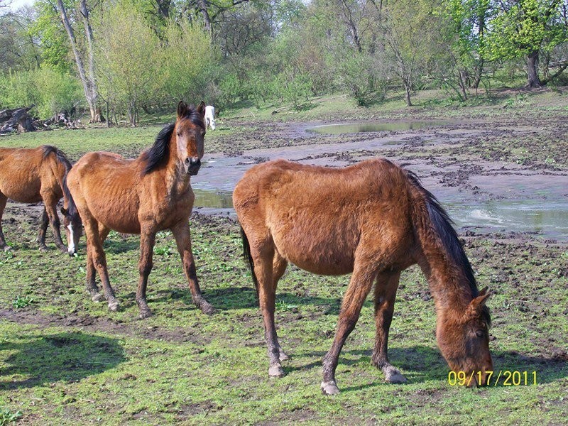 Dramat stada koni w Cholewach pod Warszawą (ZDJĘCIA)