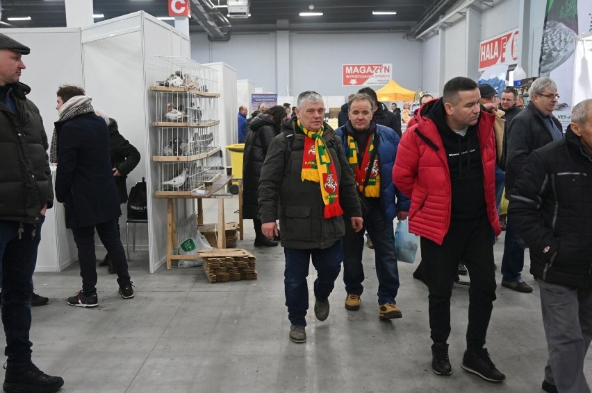 Tłumy zwiedzających na wystawie gołębi rasowych w Targach Kielce. Dużo zainteresowanych i wystawców, zadziwiające ptactwo. Zobacz zdjęcia 