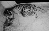 Pierwsze zdjęcie młodych tygrysów z warszawskiego ZOO