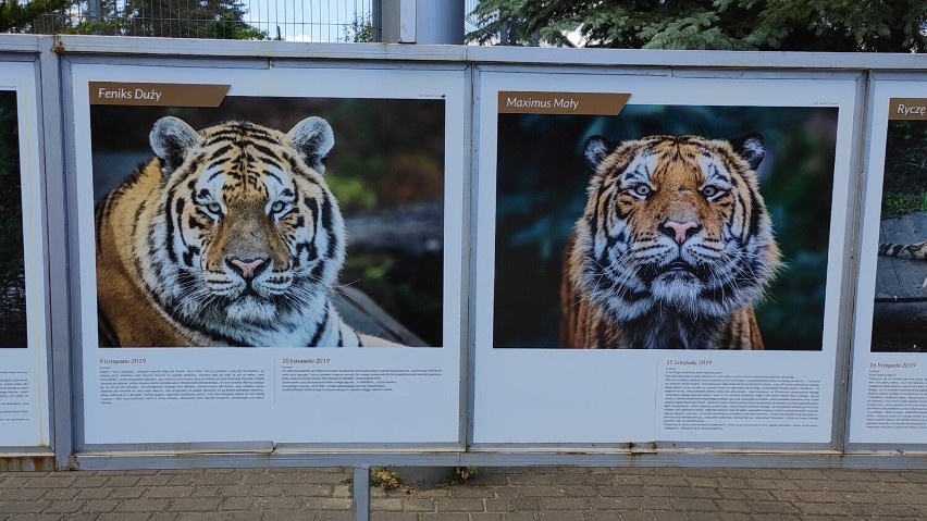 Dopiero po zestawieniu dwóch zdjęć tygrysów razem, można...