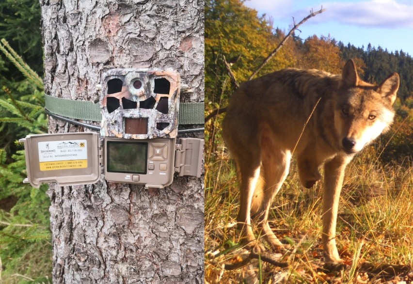 Kamery wykrywają szkodnictwo leśne i prowadzą monitoring...