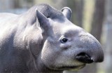 Za 700 tysięcy budują nowy dom dla tapirów z łódzkiego zoo