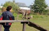 Wybieg dla psów już powstaje w parku im. Kownasa w Szczecinie