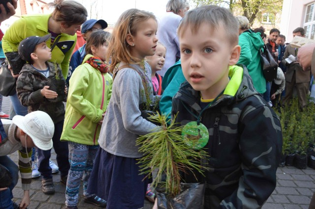 Drzewko za makulaturę Lębork 2015