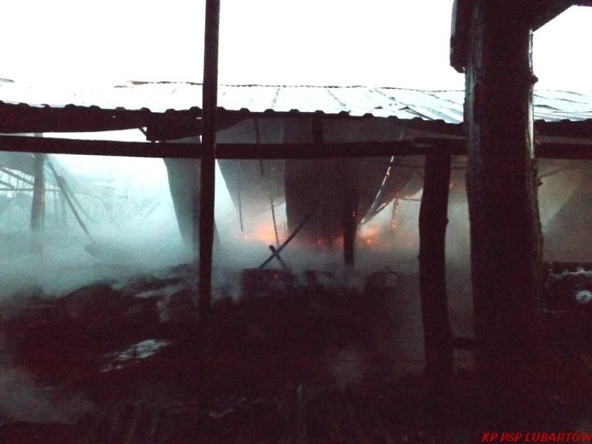 Krasne Krzywe: W pożarze kurnika spłonęło 10 tys. małych indyków