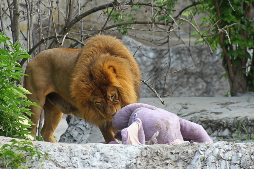 Zwierzęta w zoo bawią się otrzymanymi zabawkami