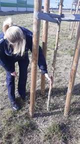 Z REGIONU. Policja szuka sprawców zniszczenia... 600 drzew na obwodnicy Jarocina ZDJĘCIA