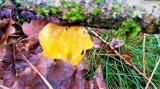 Niezwykły grzyb przed świętami w lasach na terenie gminy Sławno ZDJĘCIA
