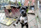 Bezpańskie psy Wągrowiec: Wielu wągrowczan nie płaci za  zwierzęta! Rośnie liczba tych bezpańskich?