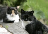 Palmiarnia Poznańska: Koty i fretki czekają na dom