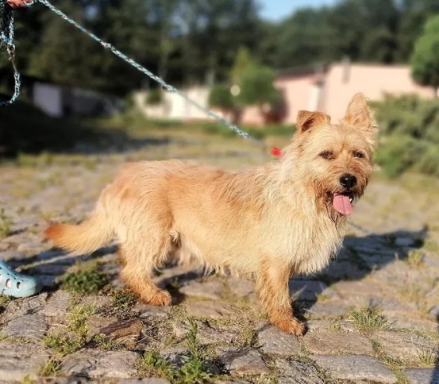 Zobaczcie psy, które można adoptować w schroniskach w Żarach i Piotrowie