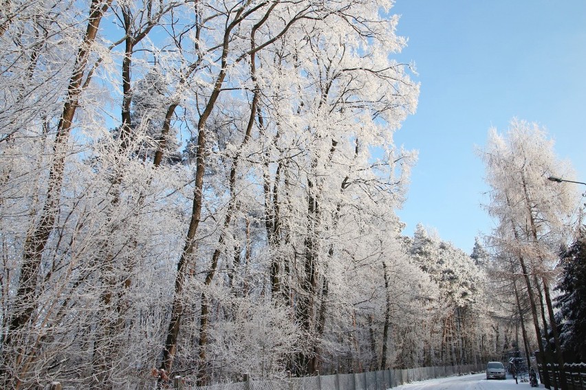 Zima 2021 w Wieluniu. Lasek i ogród botaniczny w śnieżnej otulinie ZDJĘCIA