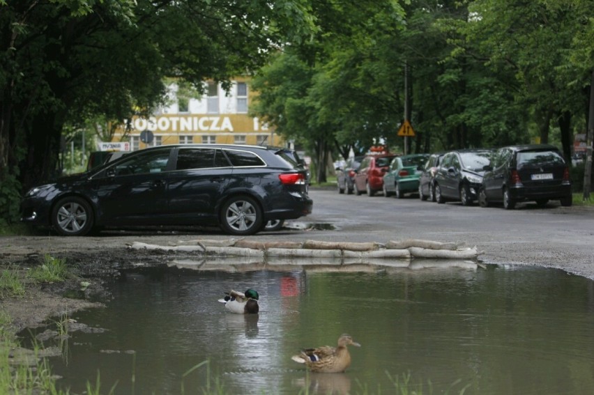 Centrum Wrocławia niczym jezioro. Kaczki na placu Orląt Lwowskich (ZDJĘCIA)