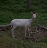 Biały daniel w helskim lesie: niesamowite spotkanie z przyrodą nagrane przez Daniela | WIDEO, ZDJĘCIA