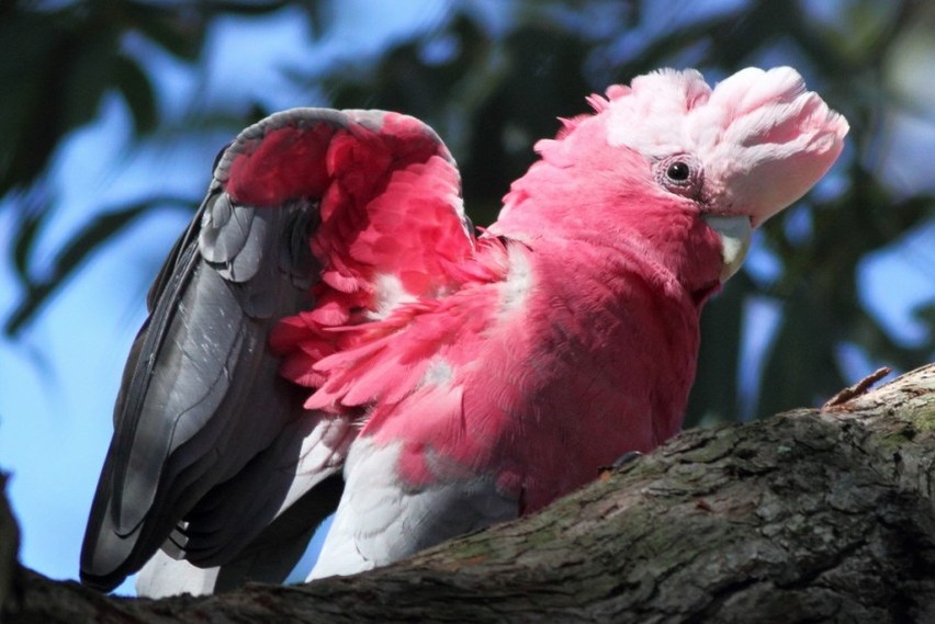 Kakadu różowe – 2
Gatunek ptaka z rodziny kakaduowatych,...