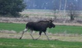 Łoś zaobserwowany na polach koło Poddębic. Leśnicy apelują o uwagę na drodze. Podobne spotkanie miało miejsce w Sieradzu ZDJĘCIA, FILM