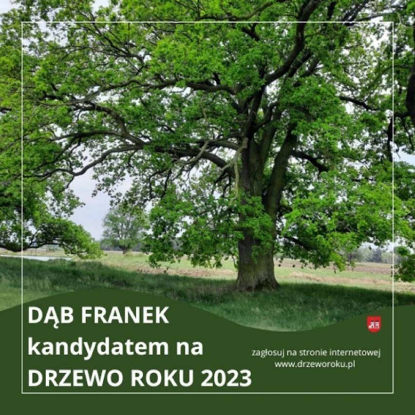 Dąb Franek ze Sroczewa w finale ogólnopolskiego konkursu "Drzewo Roku 2023". W interencie ruszyło głosowanie. Potrwa do końca czerwca