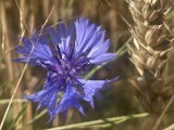 Muzeum Okręgowe zaprasza na wydarzenie modowe zainspirowane motywem kwiatu chabra