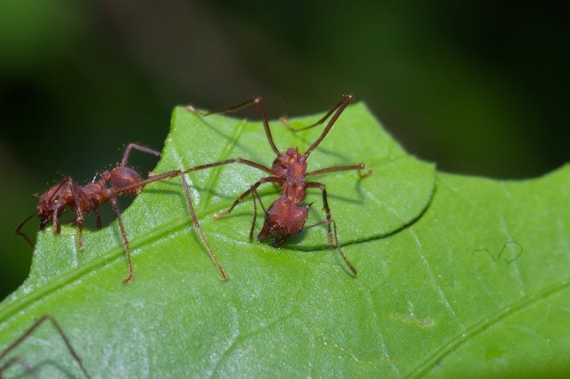 Grzybiarki parasolowe w naturze występują m.in. w Ameryce Środkowej