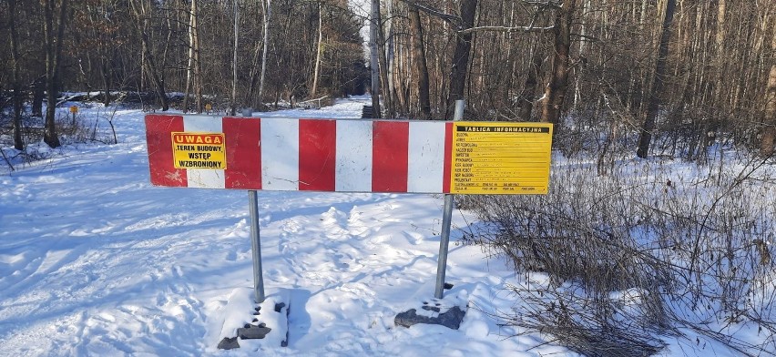 Budowa obwodnicy Tarnobrzega rusza od wycinki drzew w Zwierzyńcu (ZDJĘCIA)