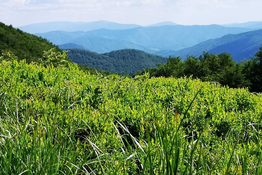 Bieszczady są wiecznie zielone. Długi weekend w obiektywie. Zobaczcie zdjęcia