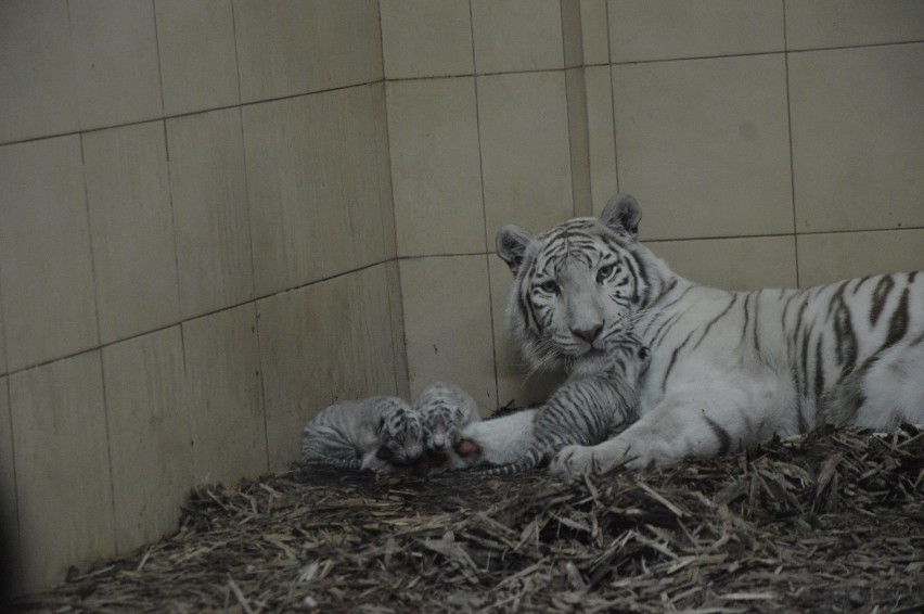 Białe lwy i białe tygrysy bengalskie przyszły na świat w Zoo...