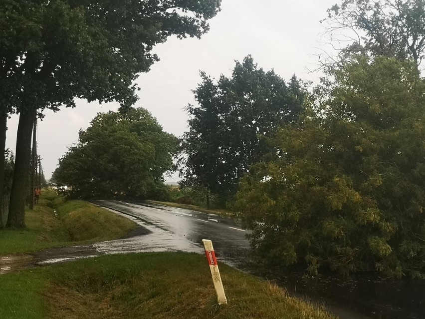 Burza w Szadku. Powalone drzewa zablokowały drogę w kierunku...