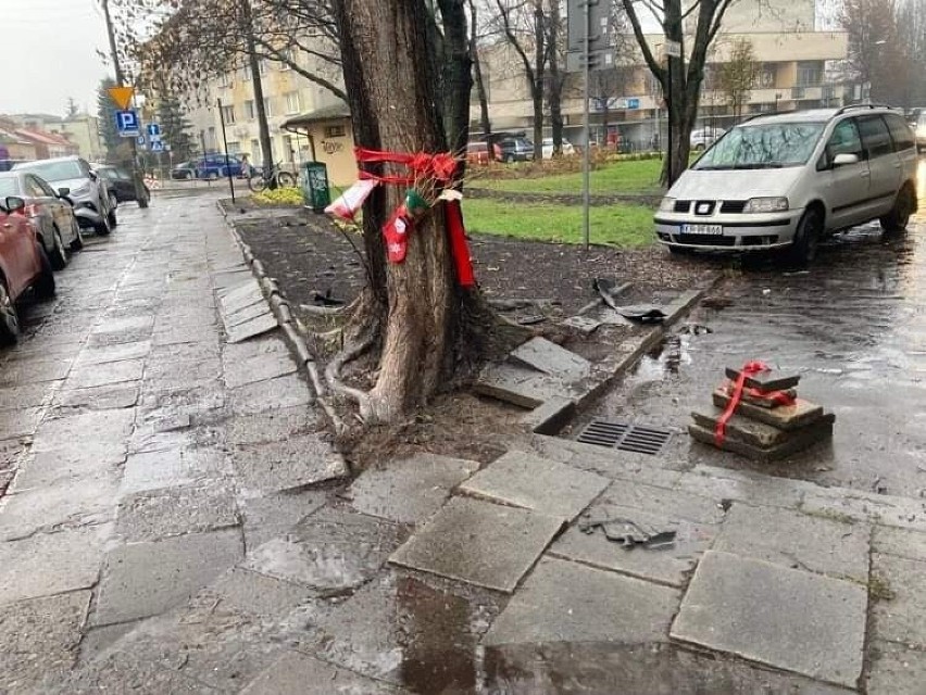 Kraków. Rózga dla ZZM i ZMDK. Elfy Mikołaja uwolniły korzenie drzewa od ciężaru betonowych płyt