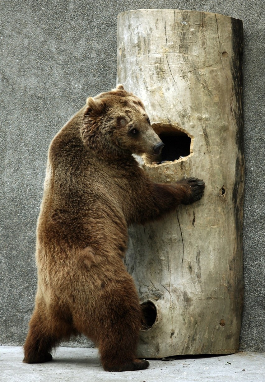 Niedźwiedzie z warszawskiego zoo. Czy powinny zostać...