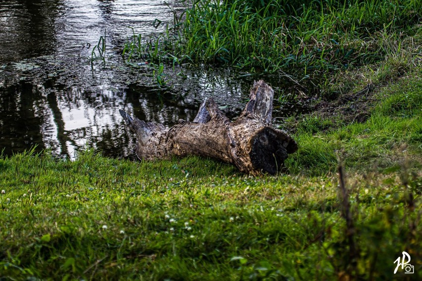 Zakątki powiatu pleszewskiego na zdjęciach Jacka Piotrowskiego