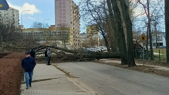 Strażacy w Toruniu i powiecie podjęli ponad 500 interwencji dotyczących usuwani skutków wichury, która przeszła przez całe województwo kujawsko-pomorskie. Na zdjęciu ulica Świętopełka w Toruniu. 

WIĘCEJ ZDJĘĆ NA KOLEJNYCH STRONACH >>>>